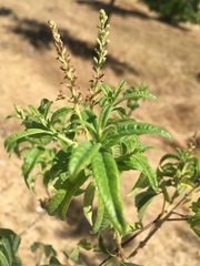 Aloysia citrodora