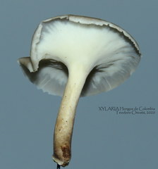 Bresadolia craterella