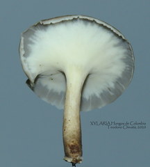 Bresadolia craterella