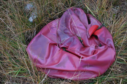 Oligosoma maccanni