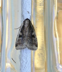 Eueretagrotis sigmoides