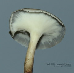 Bresadolia craterella