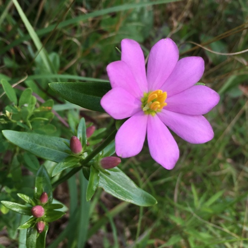 Image of Sabatia capitata by (c) Hill Craddock, some rights reserved (CC BY)