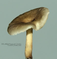 Bresadolia craterella