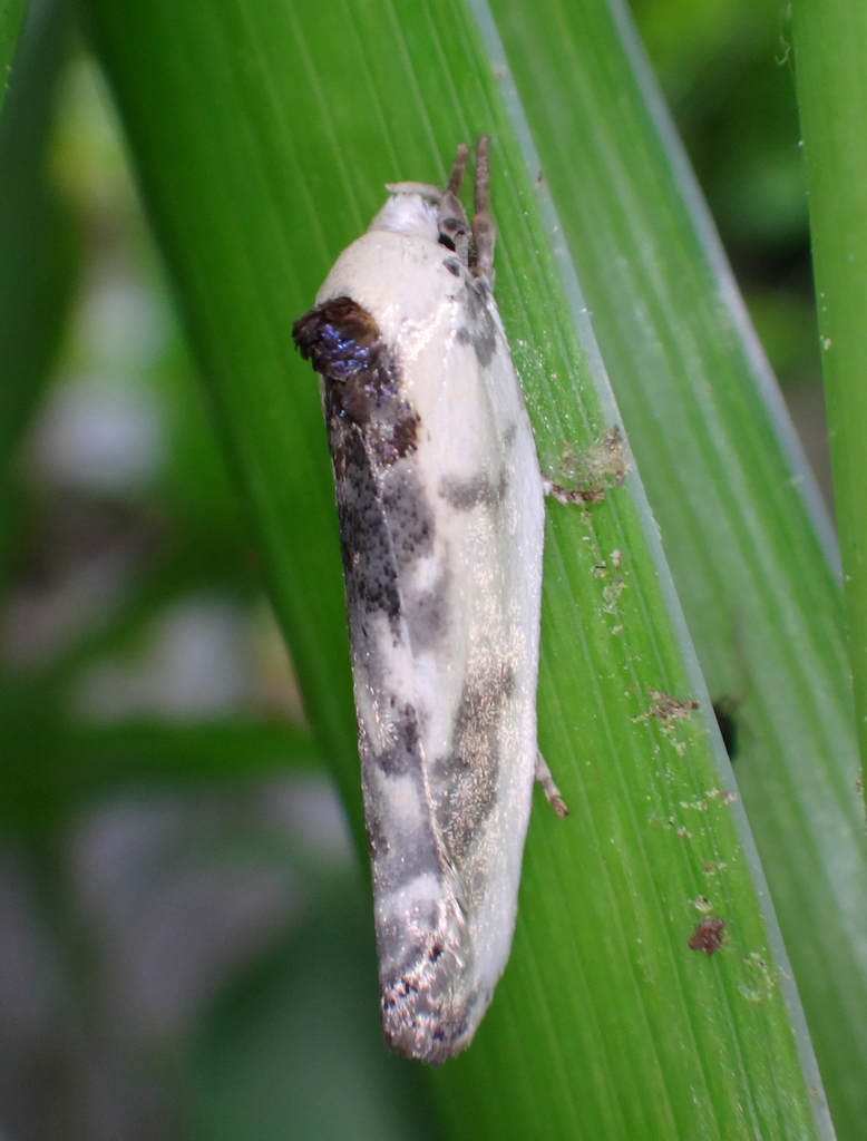 Schlaeger's Fruitworm Moth