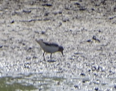 Calidris minuta