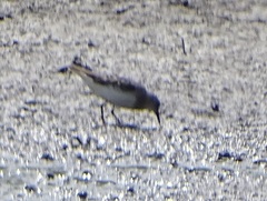 Calidris minuta