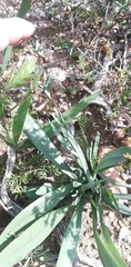 Othonna digitata