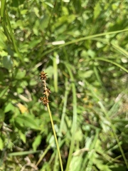 Carex interior