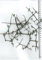 Coprosma crassifolia