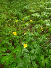 Lapsana communis intermedia