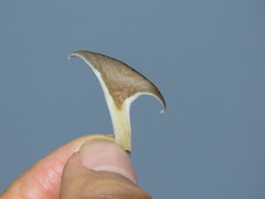 Bresadolia craterella