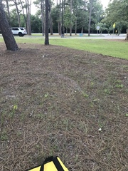 Asclepias pedicellata