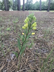Asclepias pedicellata
