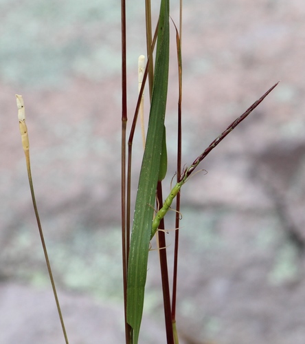 Tripsacum zopilotense
