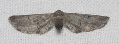 Exelis pyrolaria
