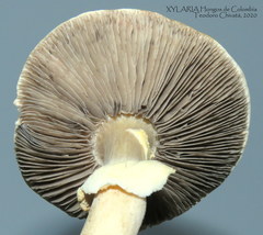 Stropharia