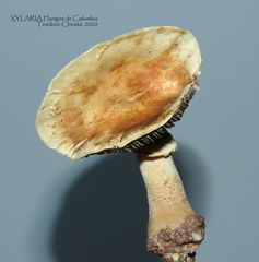 Stropharia