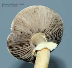 Stropharia