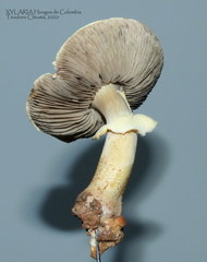 Stropharia