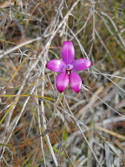 Elythranthera emarginata