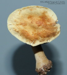 Stropharia
