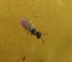 Hymenoptera