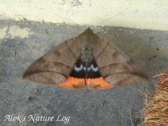 Thyas juno