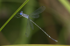 Lestes dorothea