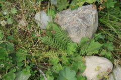 Pedicularis incarnata