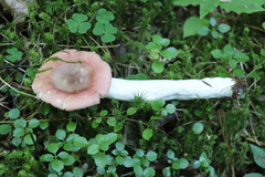 Russula turci