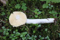 Russula turci