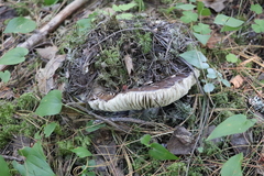 Russula adusta