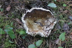 Russula adusta