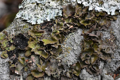 Umbilicariomycetidae