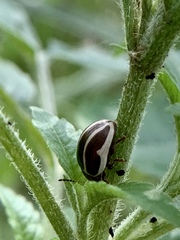 Calligrapha californica