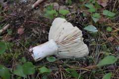 Russula adusta