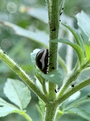 Calligrapha californica
