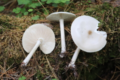 Melanoleuca strictipes