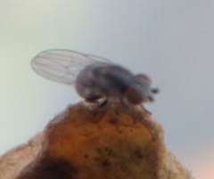 Diptera