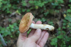 Russula maculata