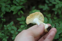 Russula maculata