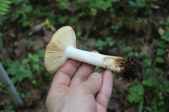 Russula maculata