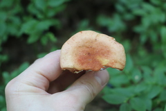 Russula maculata