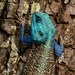 Agama de Arbol de Cabeza Azul de Falk - Photo no hay derechos reservados, subido por Marius Burger