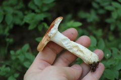Russula maculata