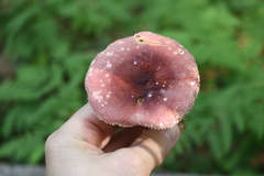 Russula turci