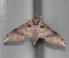 Ambulyx canescens