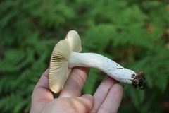 Russula turci