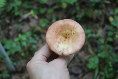 Russula maculata